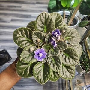 African Violet: Newtown Gertrude, Big Variegated in Purple and Green